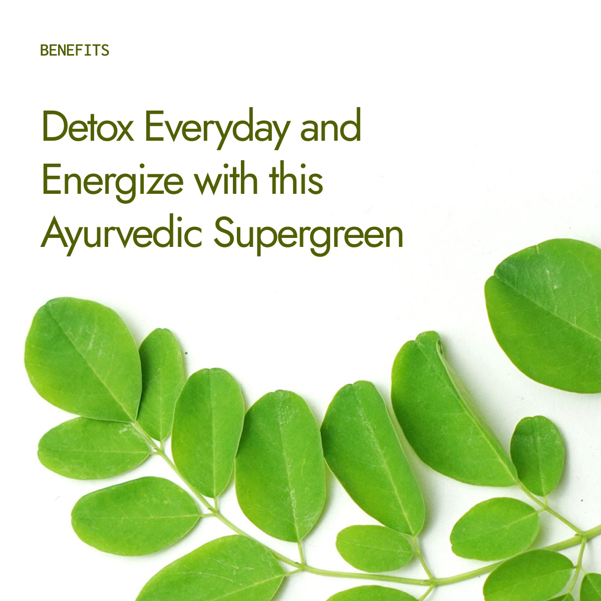 Moringa Powder