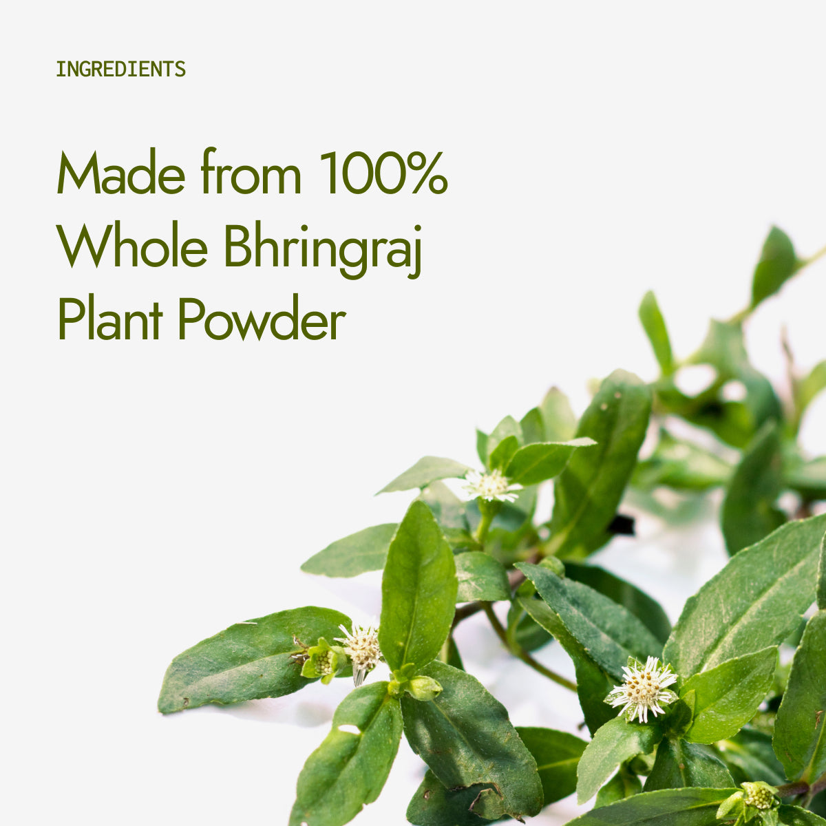 Organic Bhringraj Powder