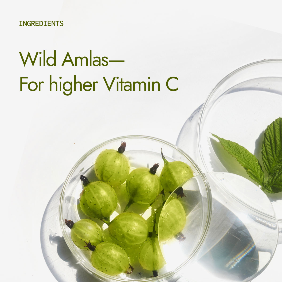 Organic Amla Powder