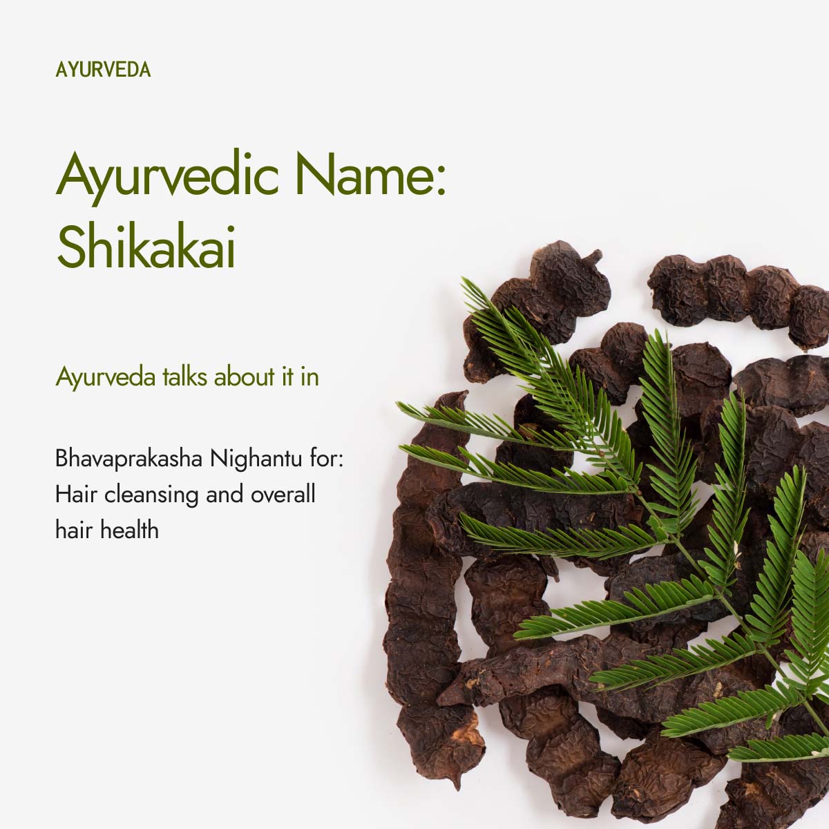 Organic Shikakai Powder