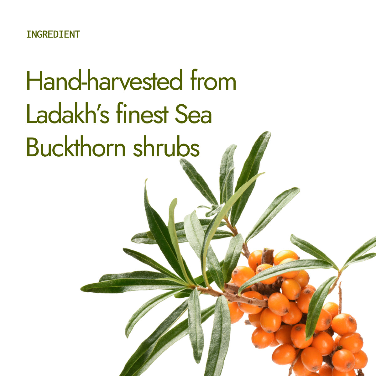 Sea Buckthorn Juice