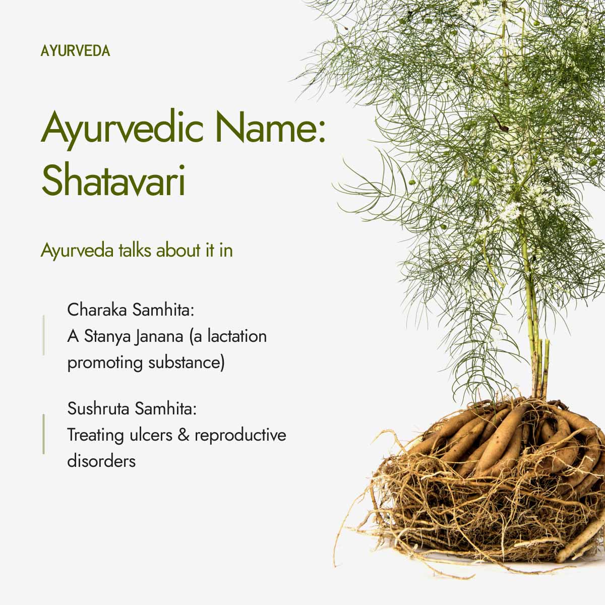 Organic Shatavari Powder