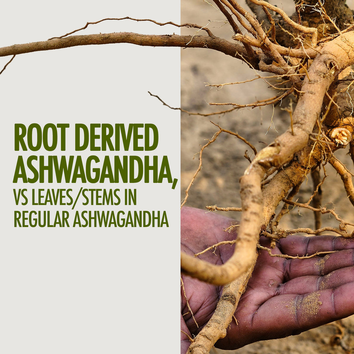 Ashwagandha Gold Capsules
